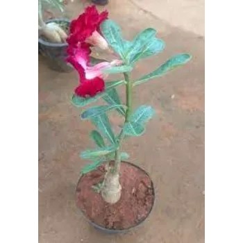 Red Adenium Plant